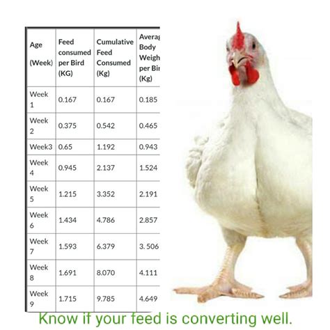 is chicken breast fattening|Science Confirms That Eating Chicken Is Not .